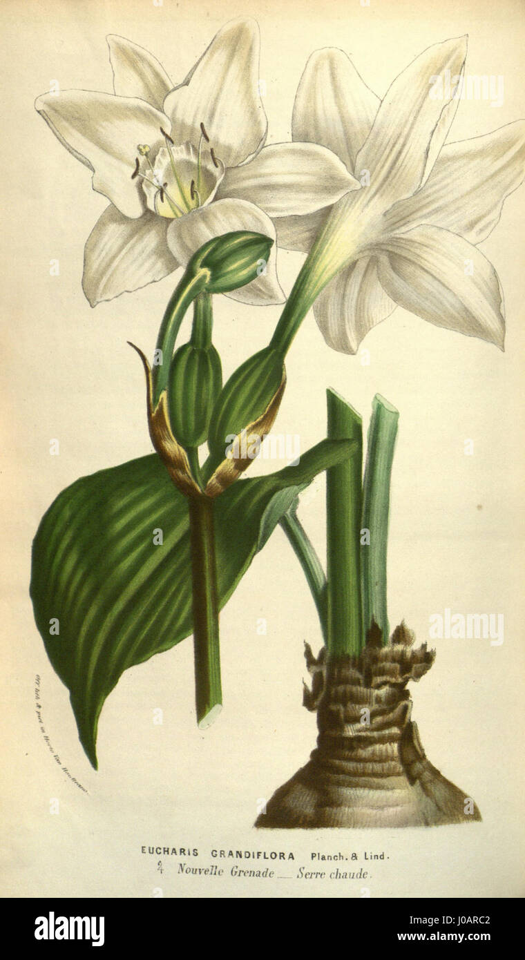 Eucharis × grandiflora Stock Photo