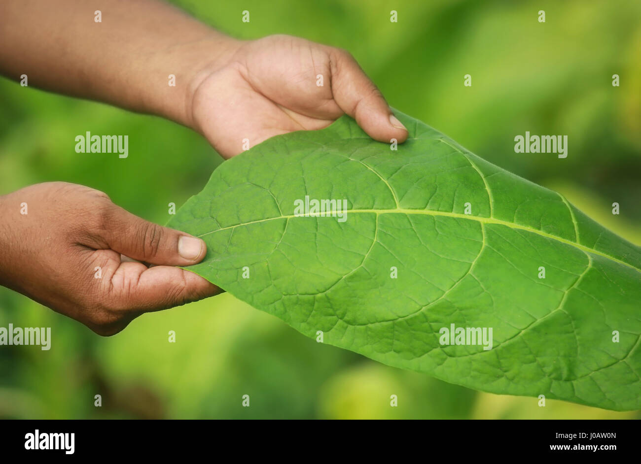 Hand holding green tobacco leaf in garden Stock Photo