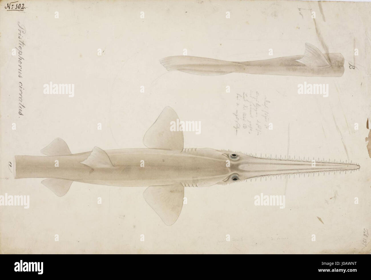 Pristiophorus hires stock photography and images Alamy