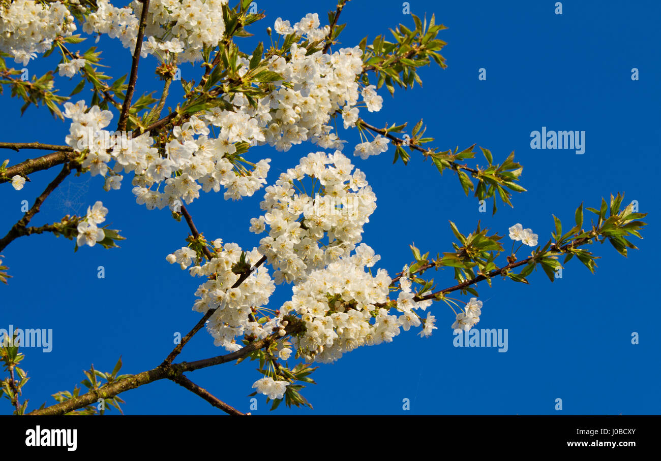 Dwarf sour cherry tree hires stock photography and images Alamy