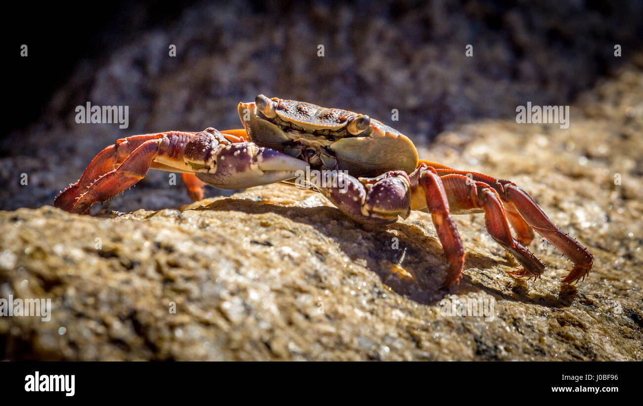 red orange crab sitting on a rock Stock Photo