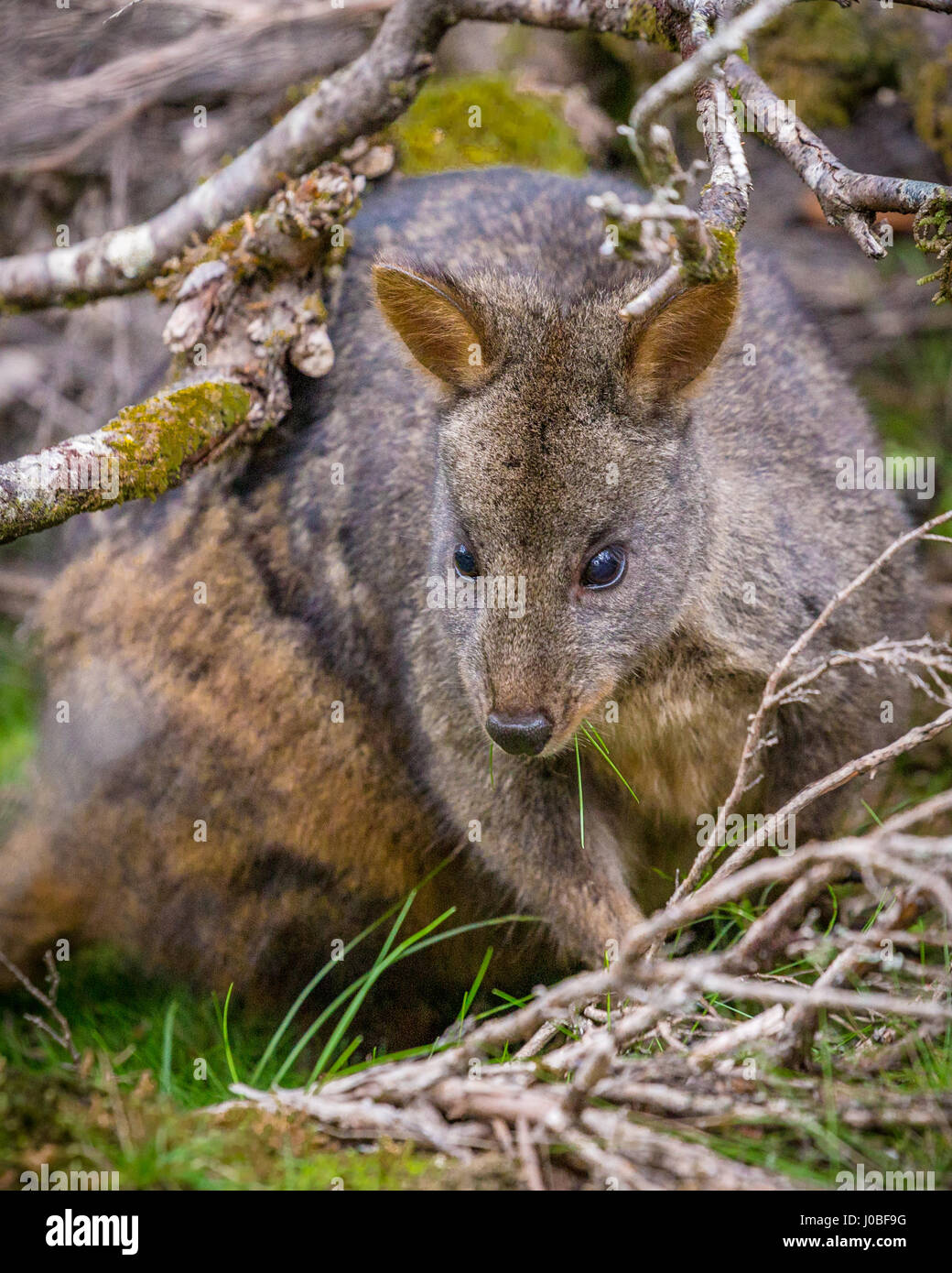 Tasmanian Pademelon under a tree (Thylogale billardierii) Stock Photo