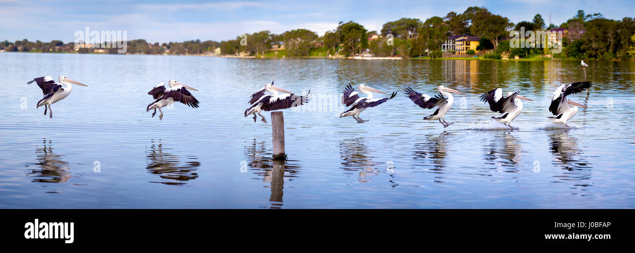 A sequence of a pelican landing on water Stock Photo
