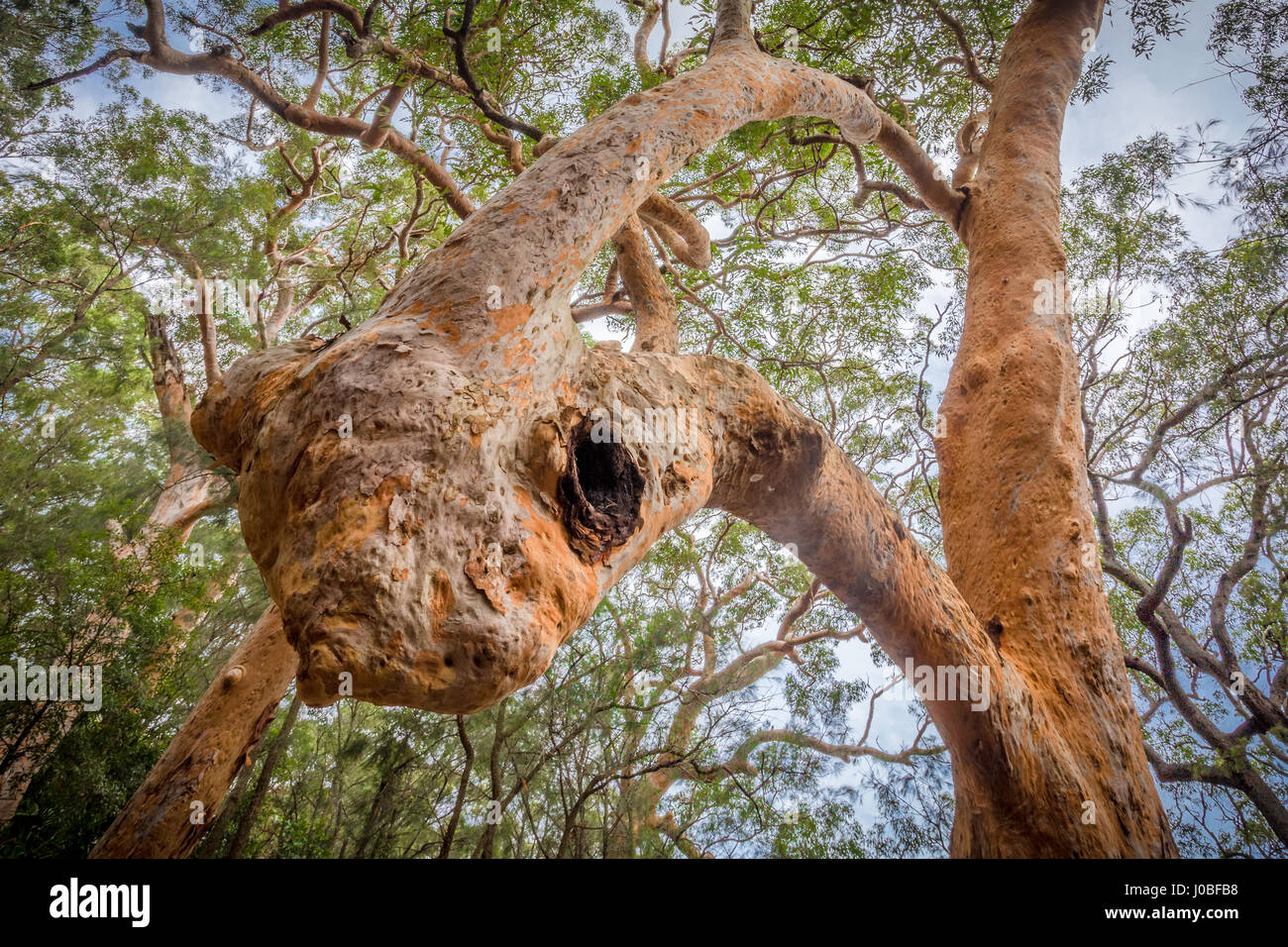 a Sydney red gum (Angophora costata) showing inosculation, a trunk growing in on itself Stock Photo