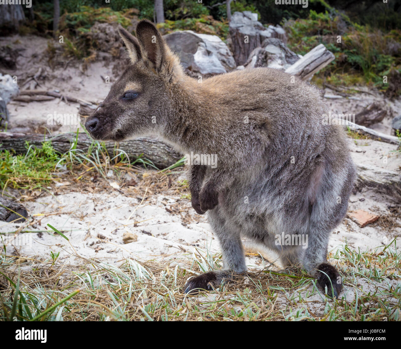 The red-necked wallaby or Bennett's wallaby (Macropus rufogriseus) sitting on a beach Stock Photo