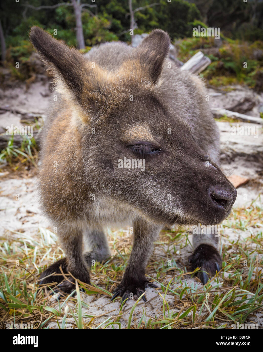 The red-necked wallaby or Bennett's wallaby (Macropus rufogriseus) sitting on a beach close-up Stock Photo