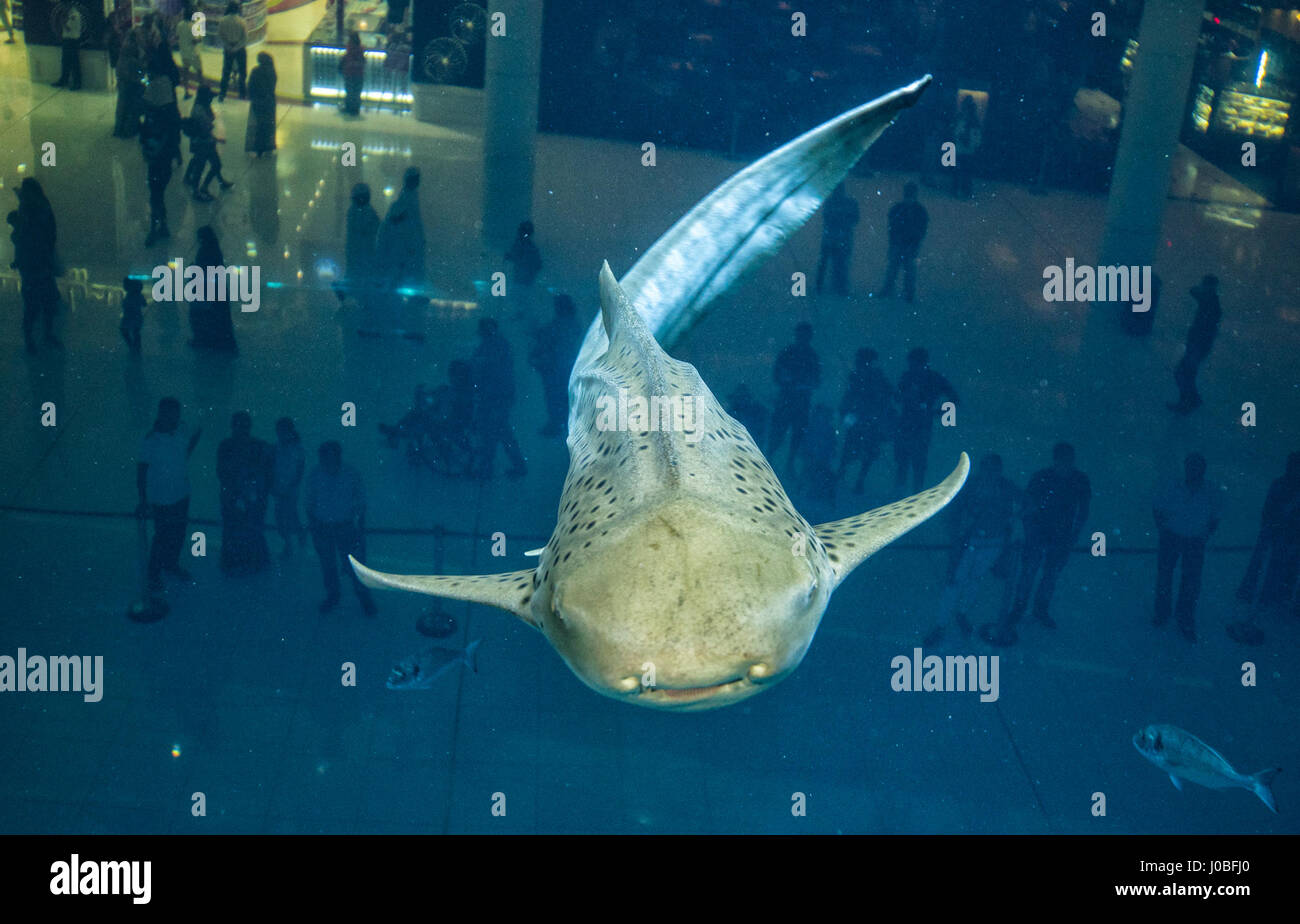 STUNNING pictures taken from inside an aquarium show what the fish see as tourists line up to get a closer look. The incredible images show stingrays swim by as excited children press up against the glass while one young girl puckers up as a catfish swims her way. Other shots show diners eating at a fancy restaurant as fish glide by and people shopping oblivious to the aquarium only feet away. The spectacular snaps were taken in Dubai by photographer Cesare Naldi (39) from Naples, Italy as he dived inside the aquarium to gain a new perspective. Stock Photo