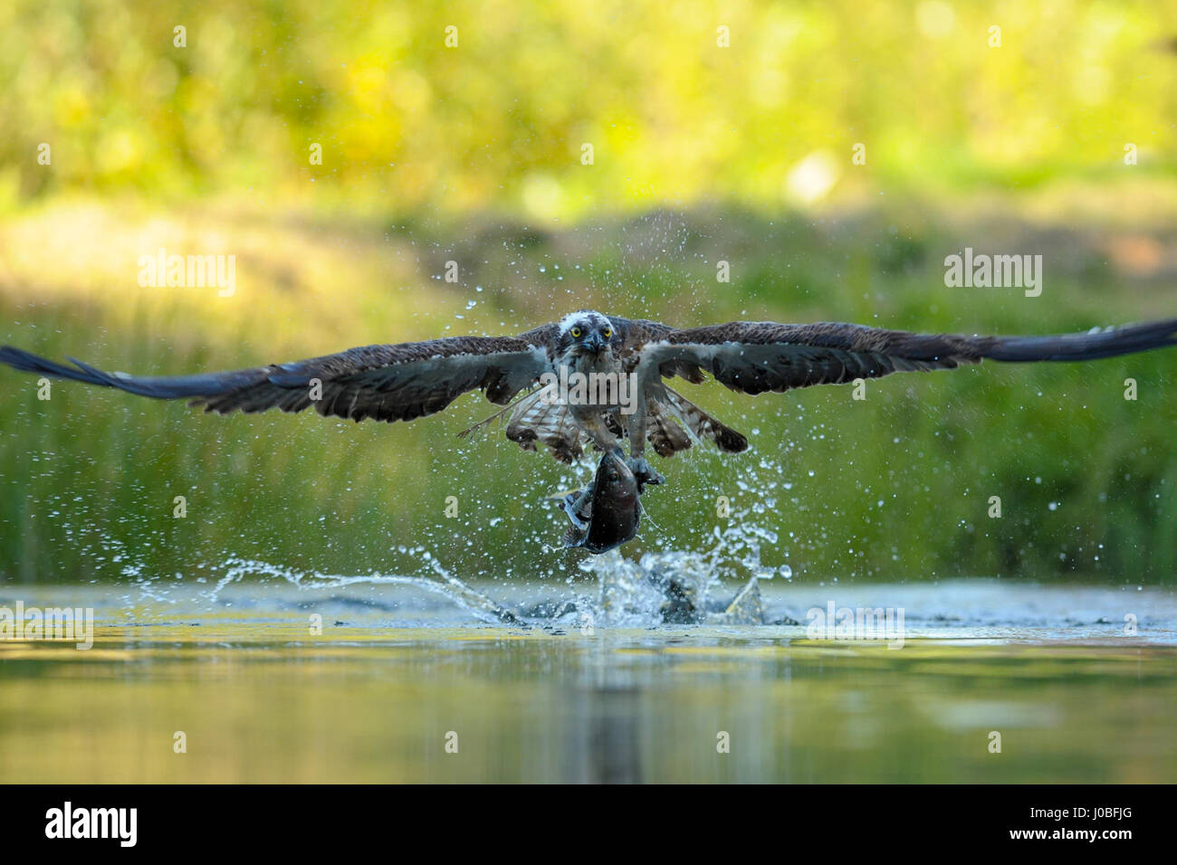 STUNNING pictures have captured an Osprey with a five-foot wingspan displaying astonishing speed and skill to pluck an unlucky fish out of the water. The spectacular sequence shows the two-foot-long bird of prey swoop into the water and grab the unfortunate fish with its talons before flying off again. The fishing Osprey looked directly at the camera as it flies off to enjoy the catch of the day. The incredible images were taken in Finland by Environmental Group Manager and amateur photographer Vladimir Kogan (44) from Or Agiva, Israel. Stock Photo