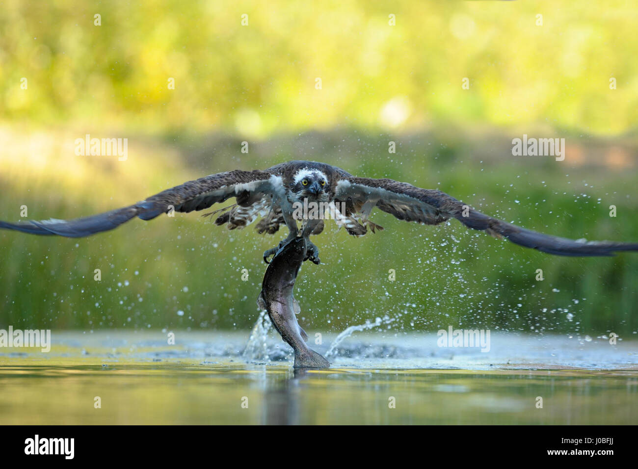 STUNNING pictures have captured an Osprey with a five-foot wingspan displaying astonishing speed and skill to pluck an unlucky fish out of the water. The spectacular sequence shows the two-foot-long bird of prey swoop into the water and grab the unfortunate fish with its talons before flying off again. The fishing Osprey looked directly at the camera as it flies off to enjoy the catch of the day. The incredible images were taken in Finland by Environmental Group Manager and amateur photographer Vladimir Kogan (44) from Or Agiva, Israel. Stock Photo