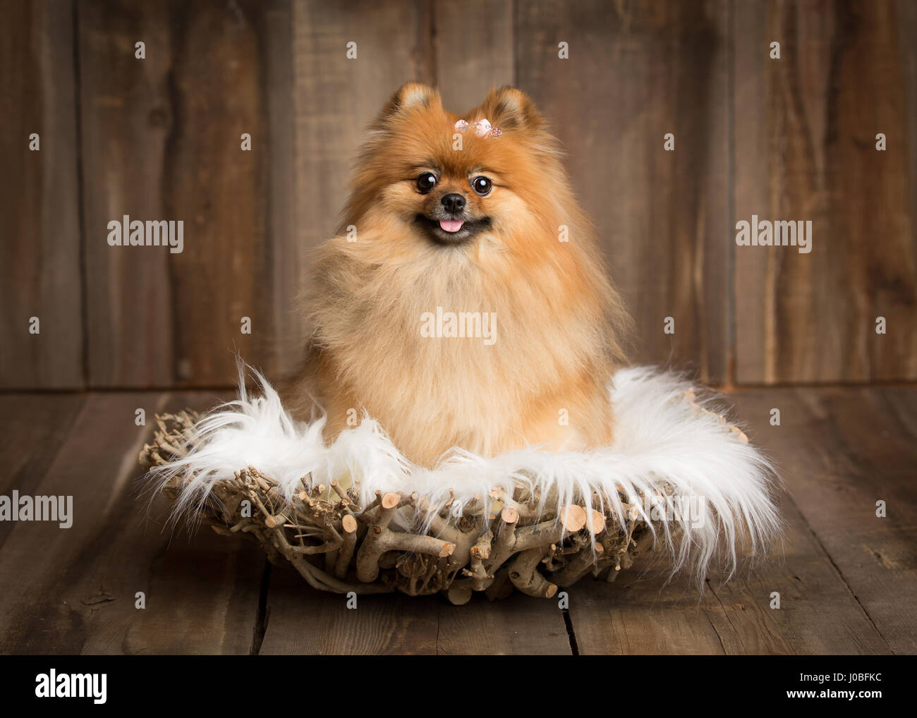 PAMPERED pooches have been hilariously captured for their PAW-traits by a British photographer who normally shoots images in this style for newborn babies. The cute images show the puppies enjoying their photoshoot in a variety of poses including squeezing themselves into a series of small baskets and lounging on couches for the ultimate cute-effect. The pictures were taken by London photographer Sandi Ford (37) who has since relocated to America to hone her talent. Sandi explained that she shot the photos in this style to show how these mutts are treated like human babies by their doting owne Stock Photo