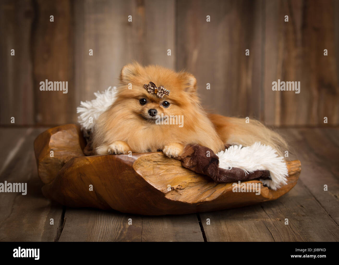 PAMPERED pooches have been hilariously captured for their PAW-traits by a British photographer who normally shoots images in this style for newborn babies. The cute images show the puppies enjoying their photoshoot in a variety of poses including squeezing themselves into a series of small baskets and lounging on couches for the ultimate cute-effect. The pictures were taken by London photographer Sandi Ford (37) who has since relocated to America to hone her talent. Sandi explained that she shot the photos in this style to show how these mutts are treated like human babies by their doting owne Stock Photo