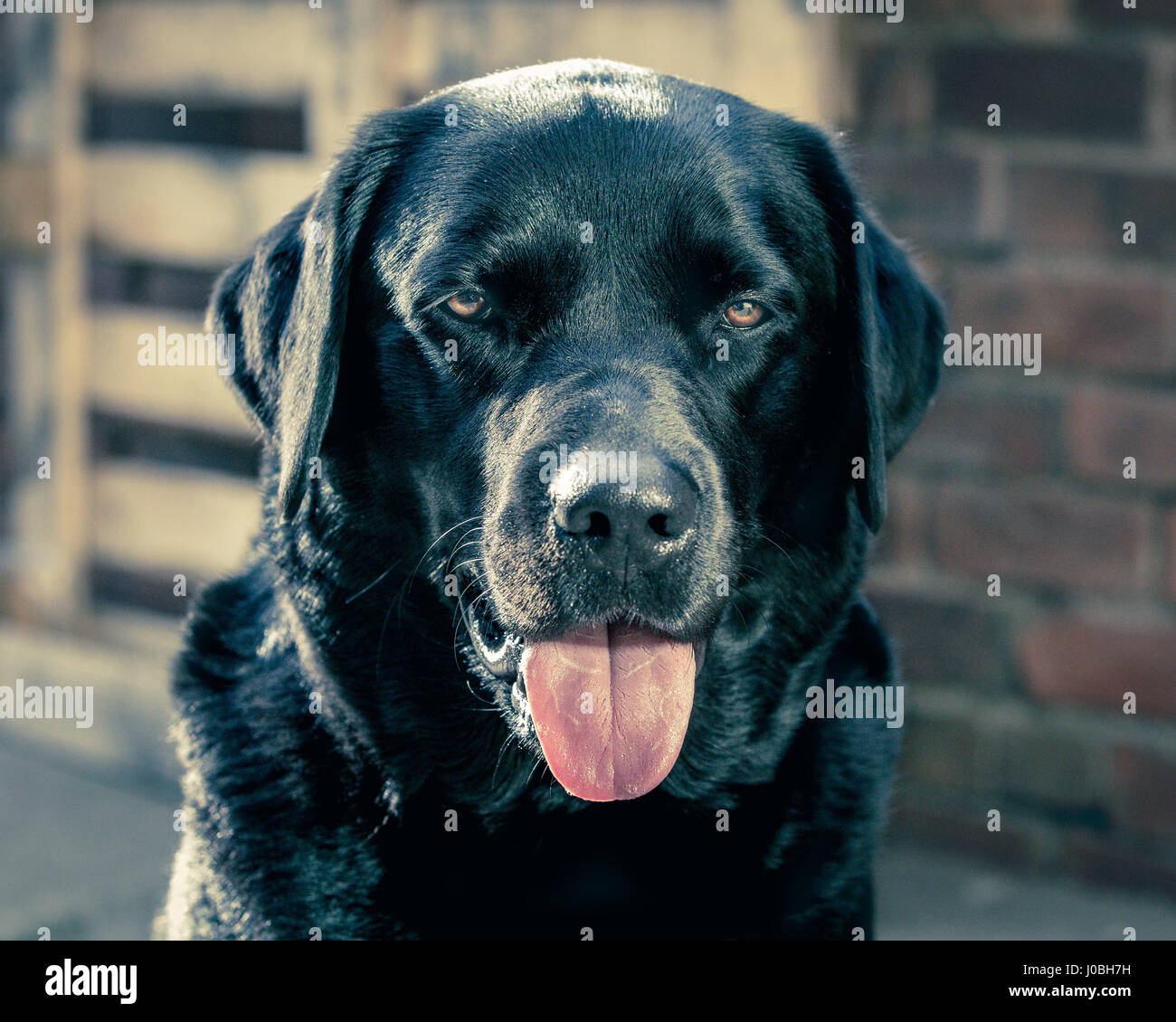 A smiling Black Labrador Retriever dog Stock Photo
