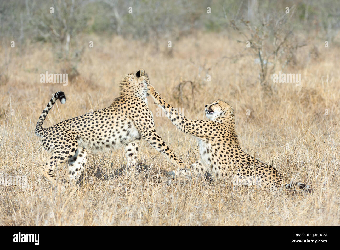 COULD this hapless cheetah be the most scared in the African bush? From