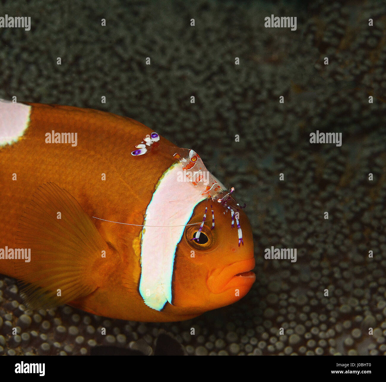 Clownfish with an anemone shrimp, taken in Dauin, Philippines ...