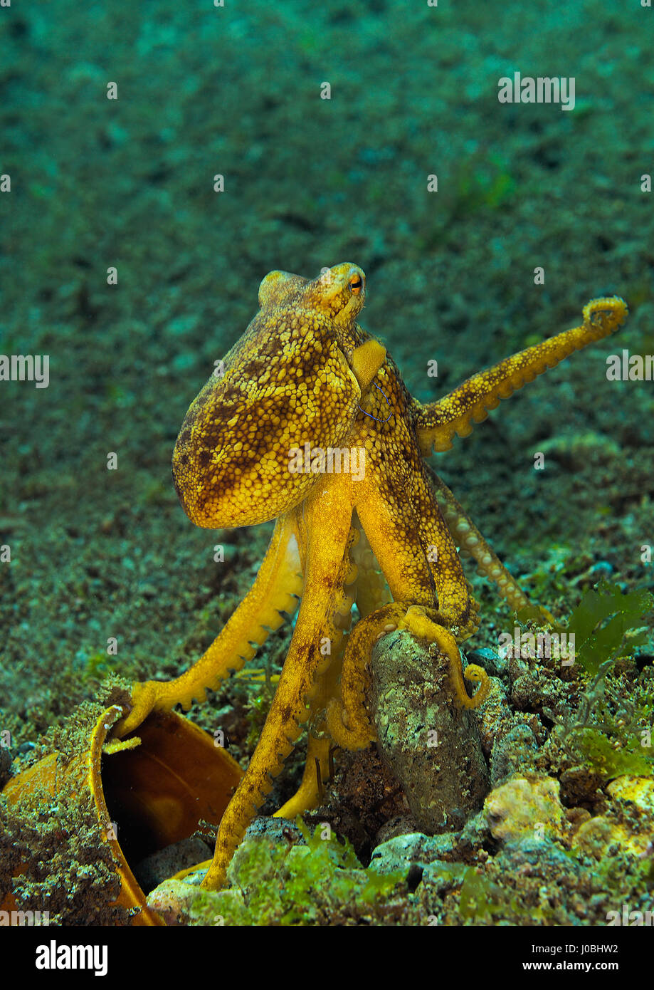 An Octopus Gripping A Plastic Bucket Dauin Philippines Eye Opening Images Have Revealed How