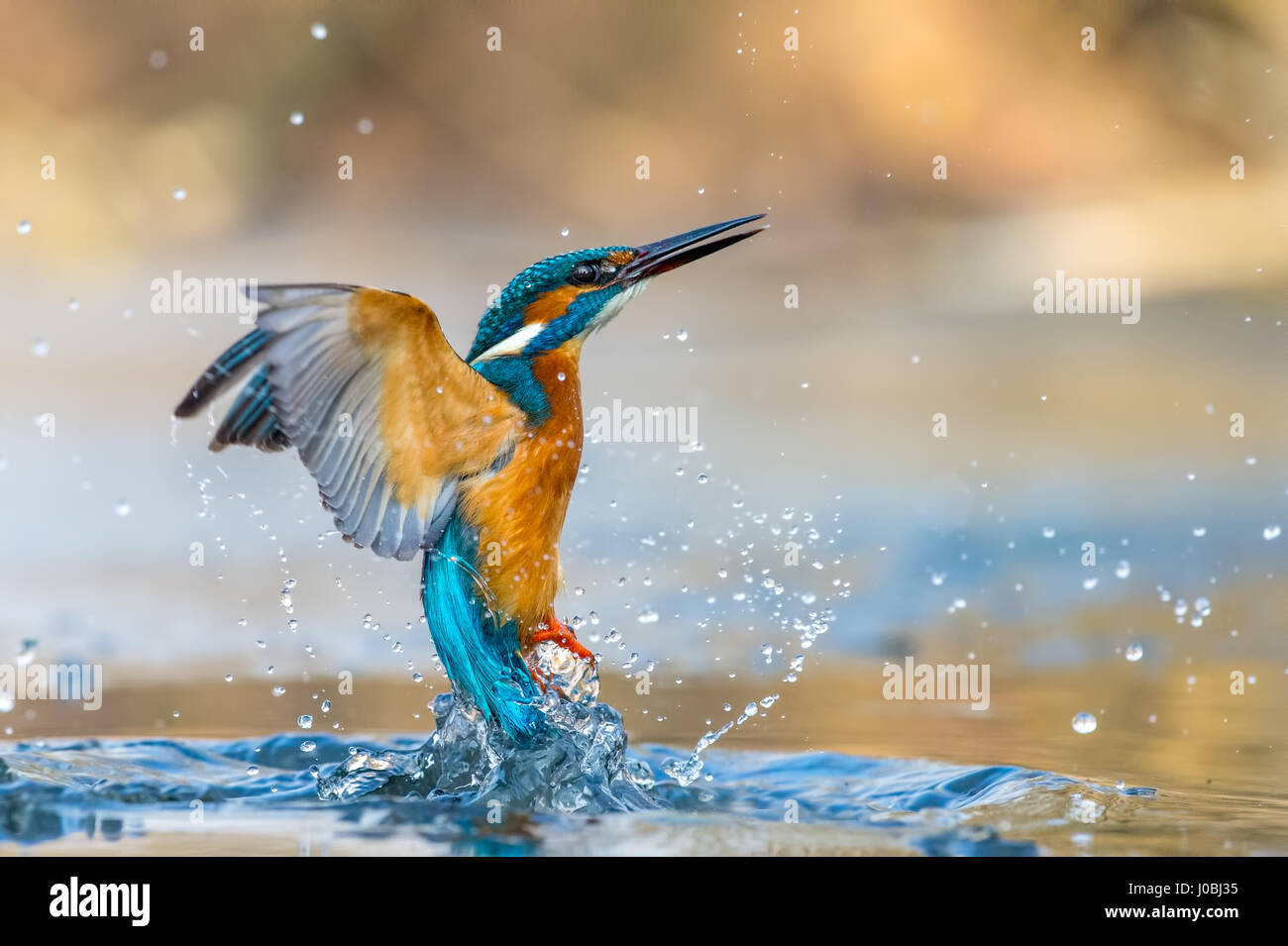 Cool bird pictures hi-res stock photography and images - Alamy
