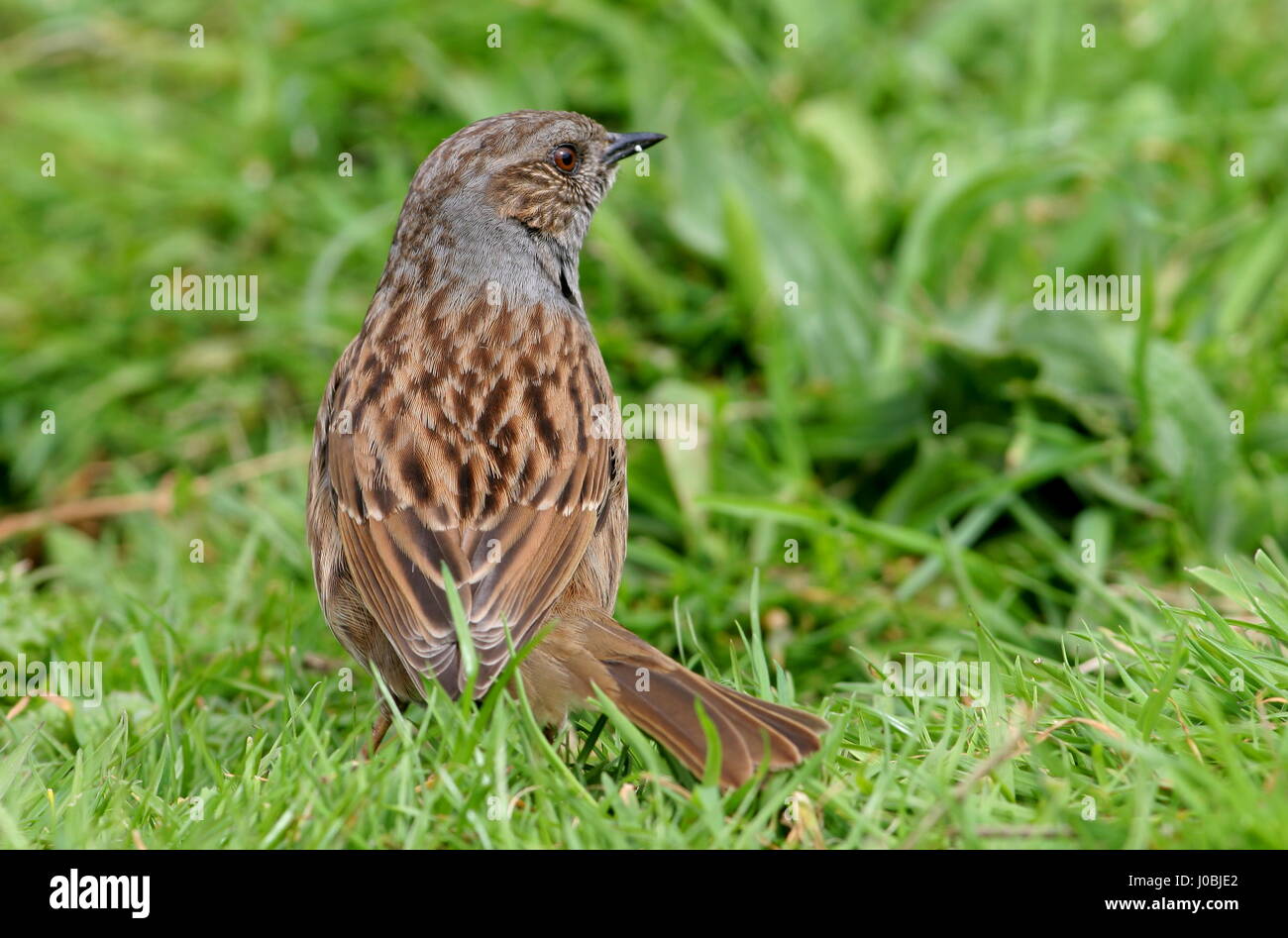 Eccles on sea hires stock photography and images Alamy