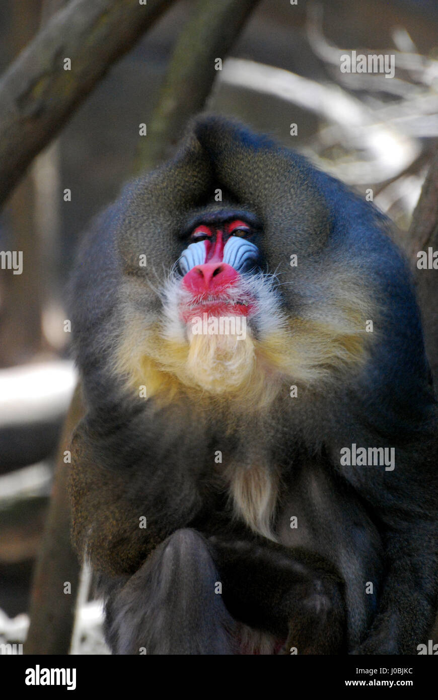 Smug mug hi-res stock photography and images - Alamy