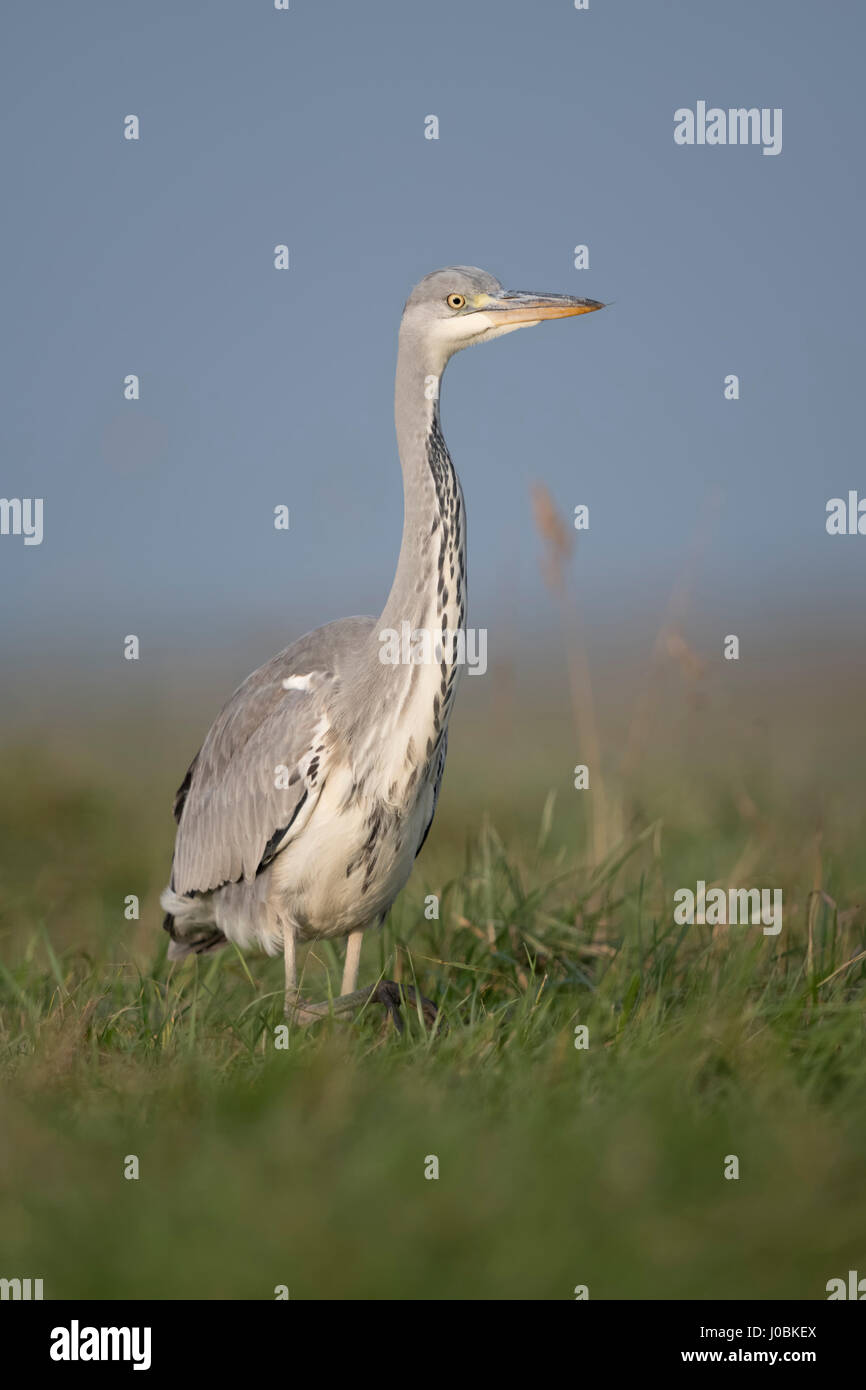 Gray Heron / Graureiher ( Ardea cinerea ), slowly moving through high vegetation, watching around attentively, frontal shot, close. Stock Photo