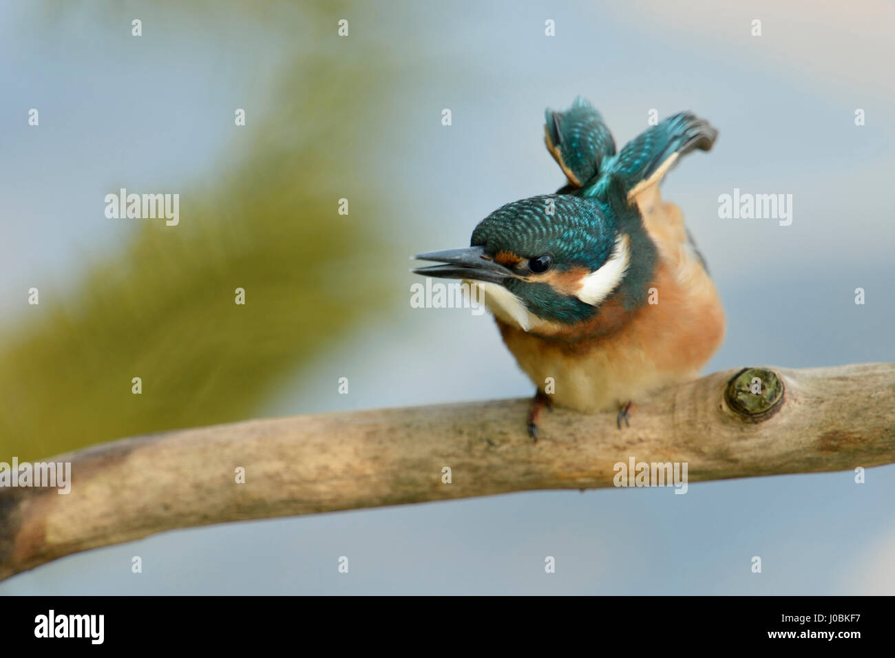 Common Kingfisher / Eisvogel  ( Alcedo atthis ), cute young bird, fledgling, stretches its wings, begging for food. Stock Photo