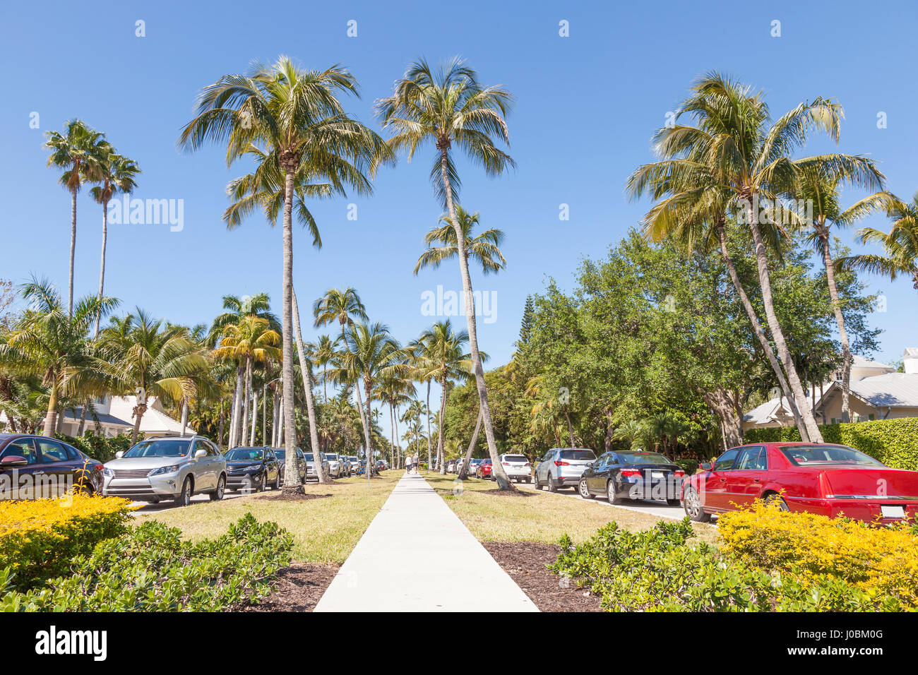 Coconut palm trees in the city of Naples. Florida, United States Stock Photo