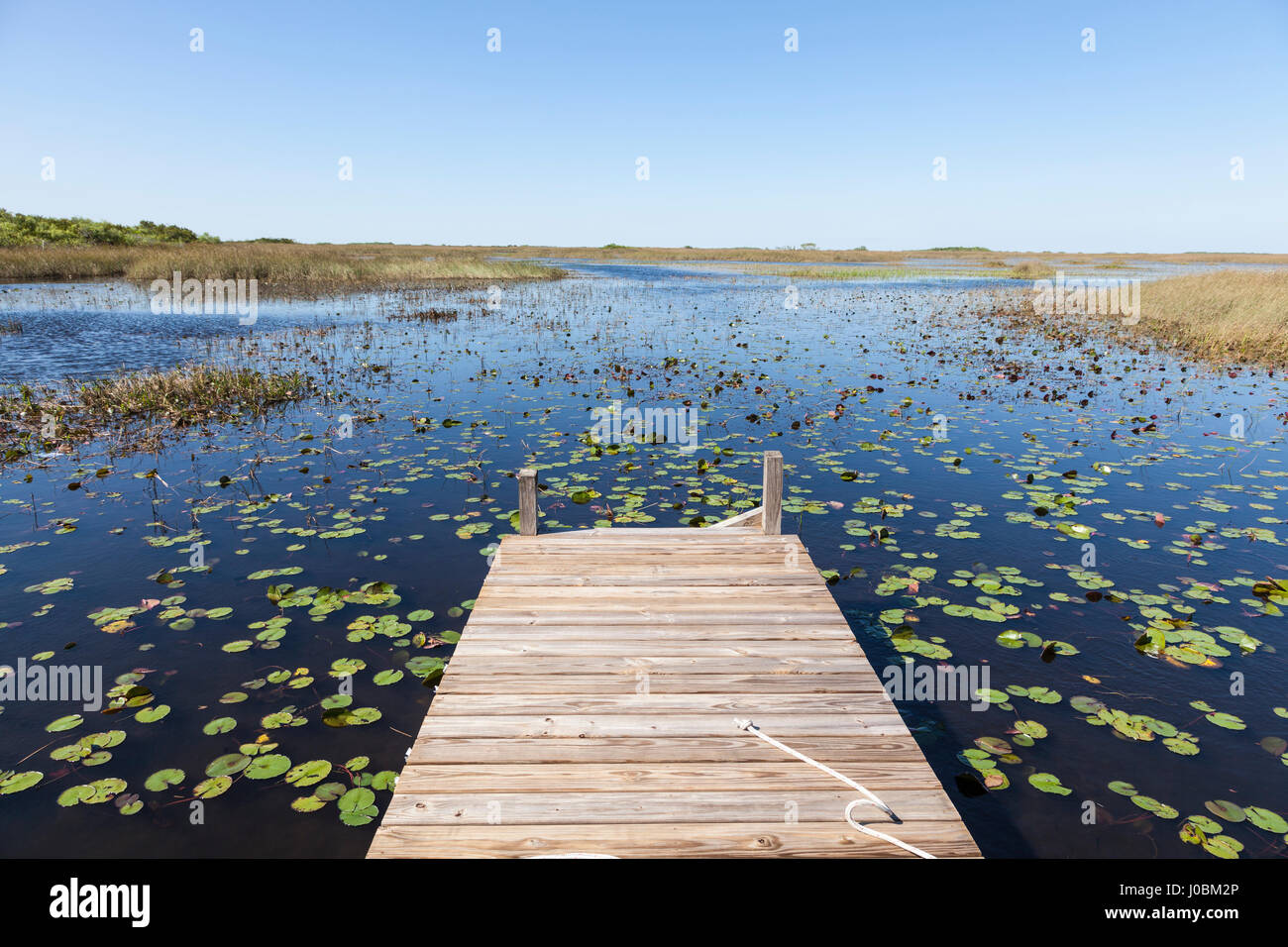 Swamp landscape in the Everglades National Park in Florida, United States Stock Photo
