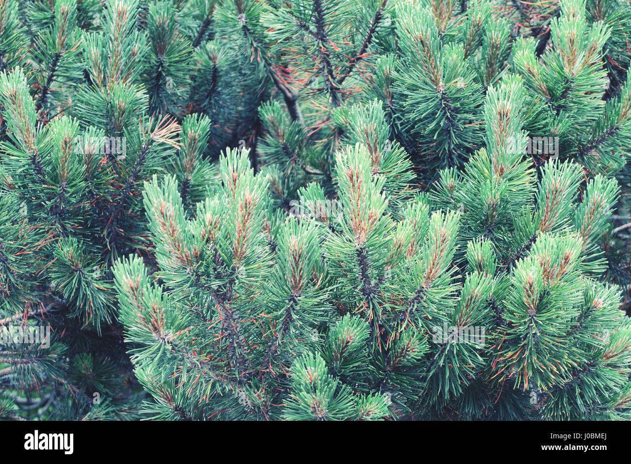 mountain pine as a full frame natural background. retro retouch. Stock Photo