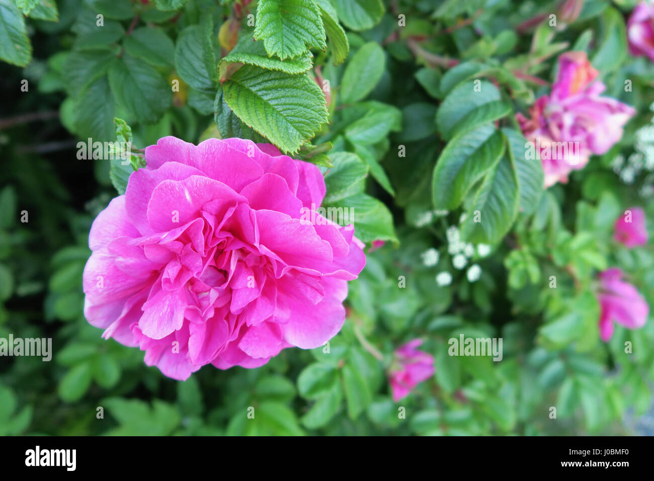 apple roses in blossom in isle hitra (norway). Stock Photo