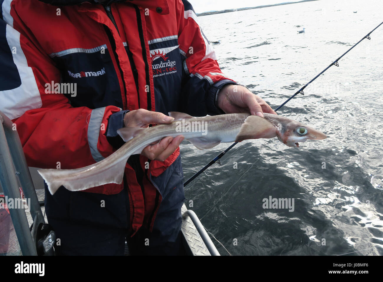 HITRA, Sør-Trøndelag/ NORWAY July 03 2016: fishing in norway at isle Hitra a Catshark. Stock Photo