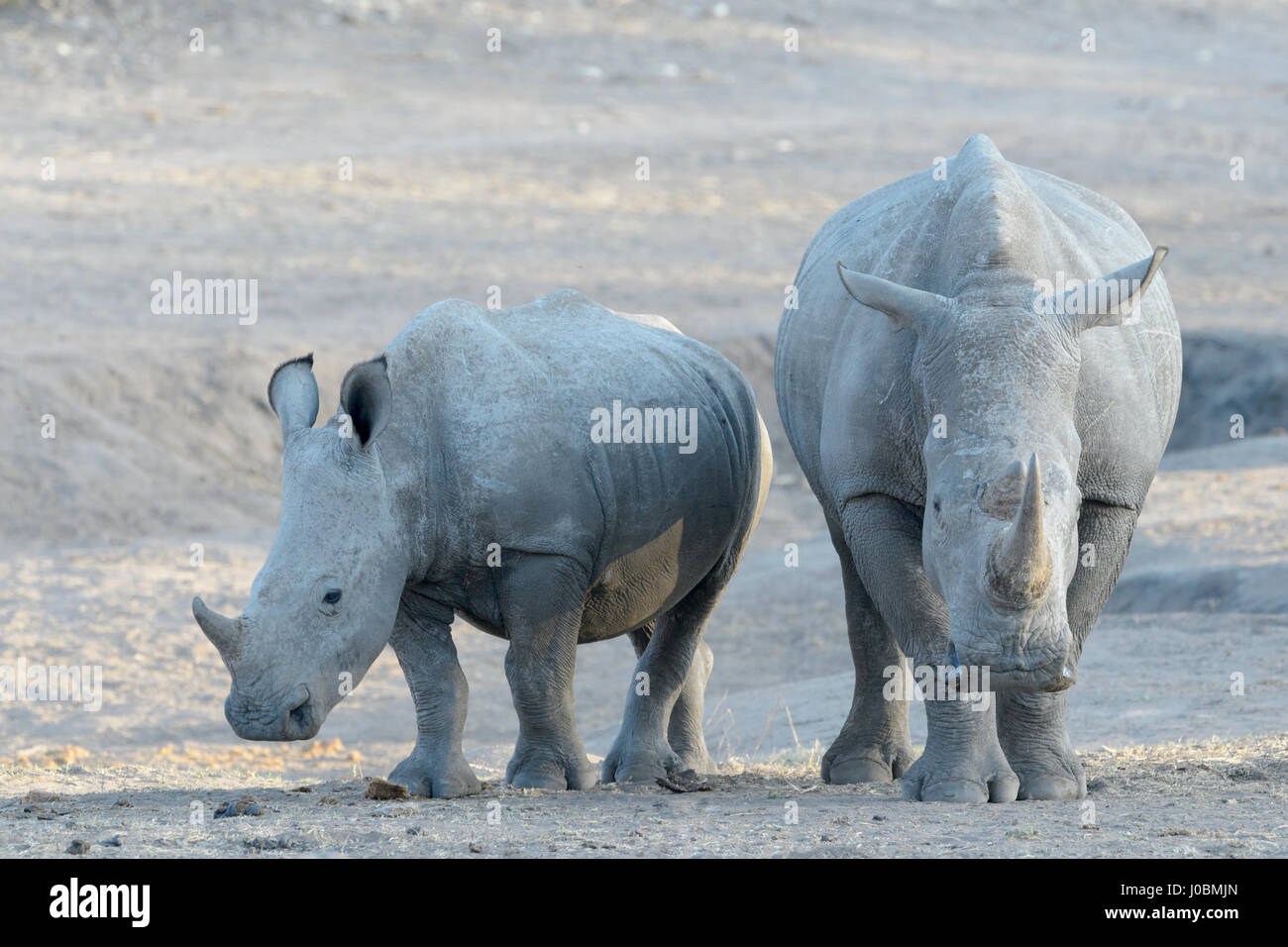 White rhinoceros (Ceratotherium simun) mother with calf standing at whaterhole at sunset, Kruger National Park, South Africa Stock Photo