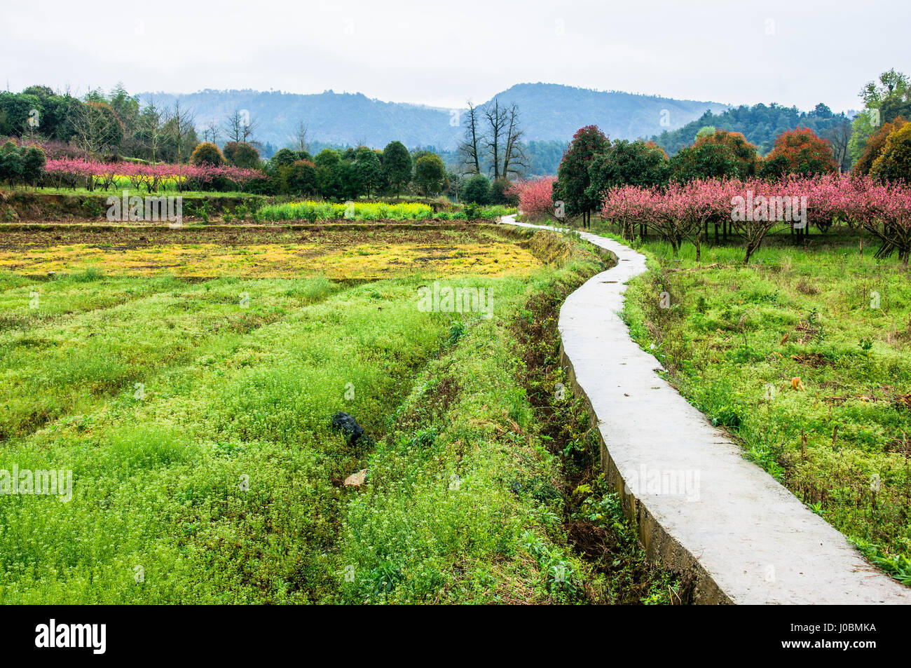 The countryside road scenery in spring Stock Photo - Alamy