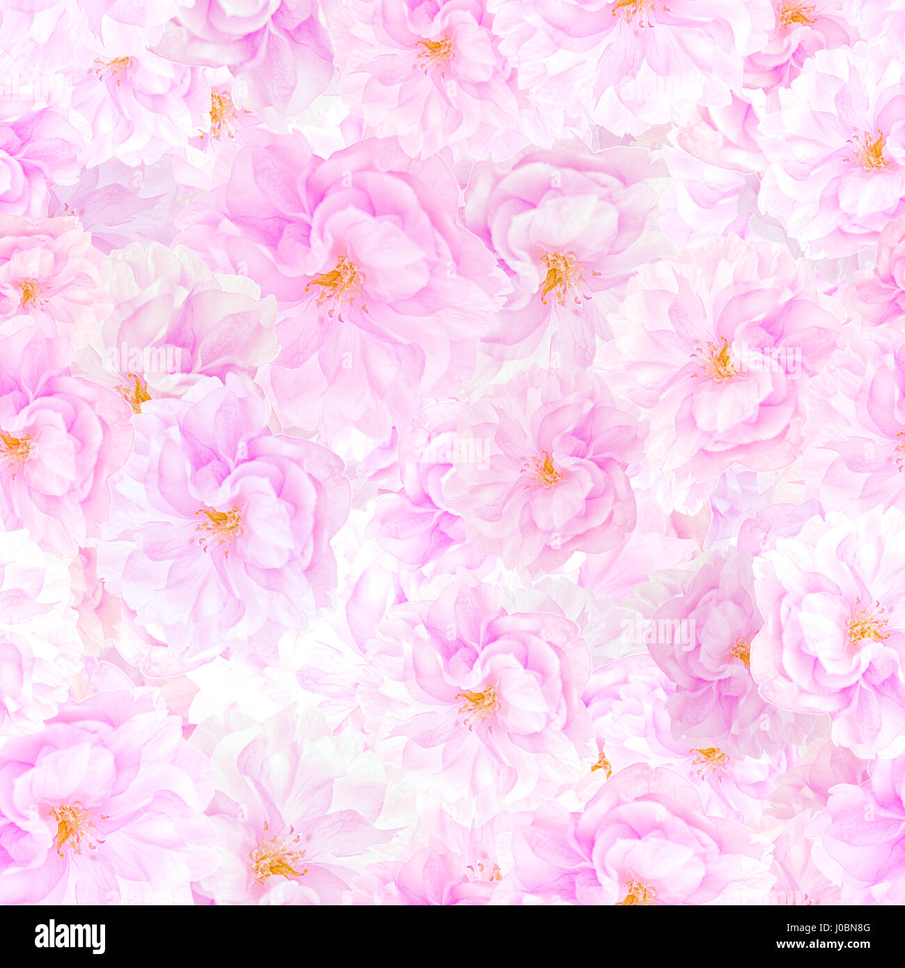 SEAMLESS pattern of sakura blossoms. Floral print background Stock Photo