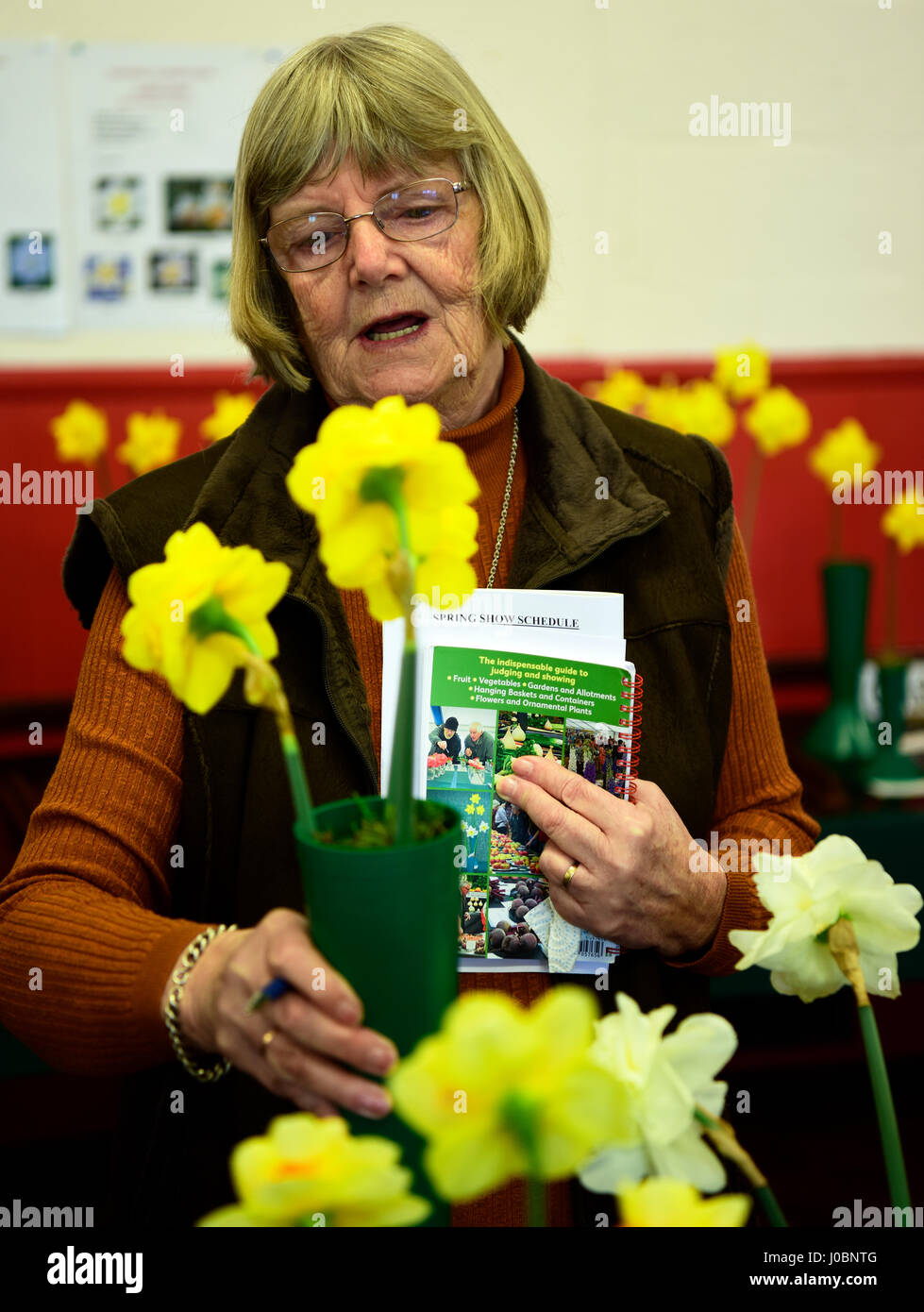 Judging of the daffodils in progress at a local spring flower show, Four Marks, near Alton, Hampshire, UK. 1 April 2017. Stock Photo