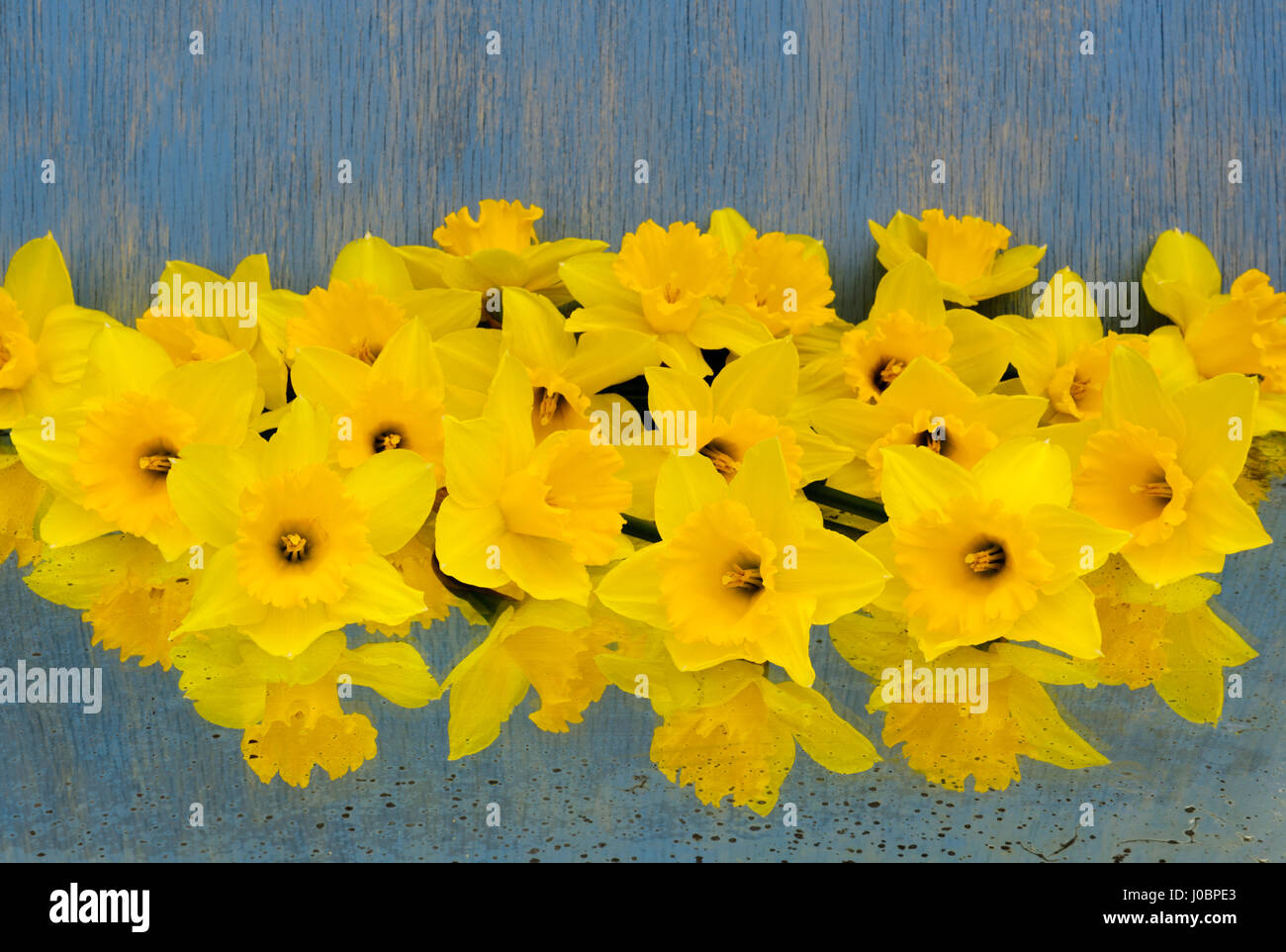 rows of bright yellow daffodil flowers laying on antique mirror with painted blue wood background. looking into the trumpets. Stock Photo