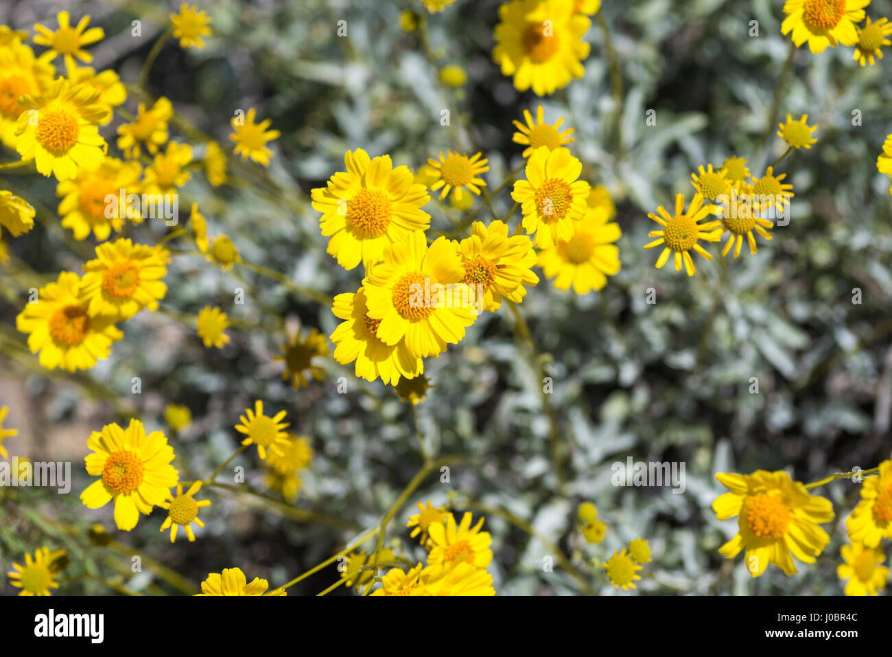 Desert wildflowers (desert marigold). Joshua Tree National Park, California, USA. Stock Photo