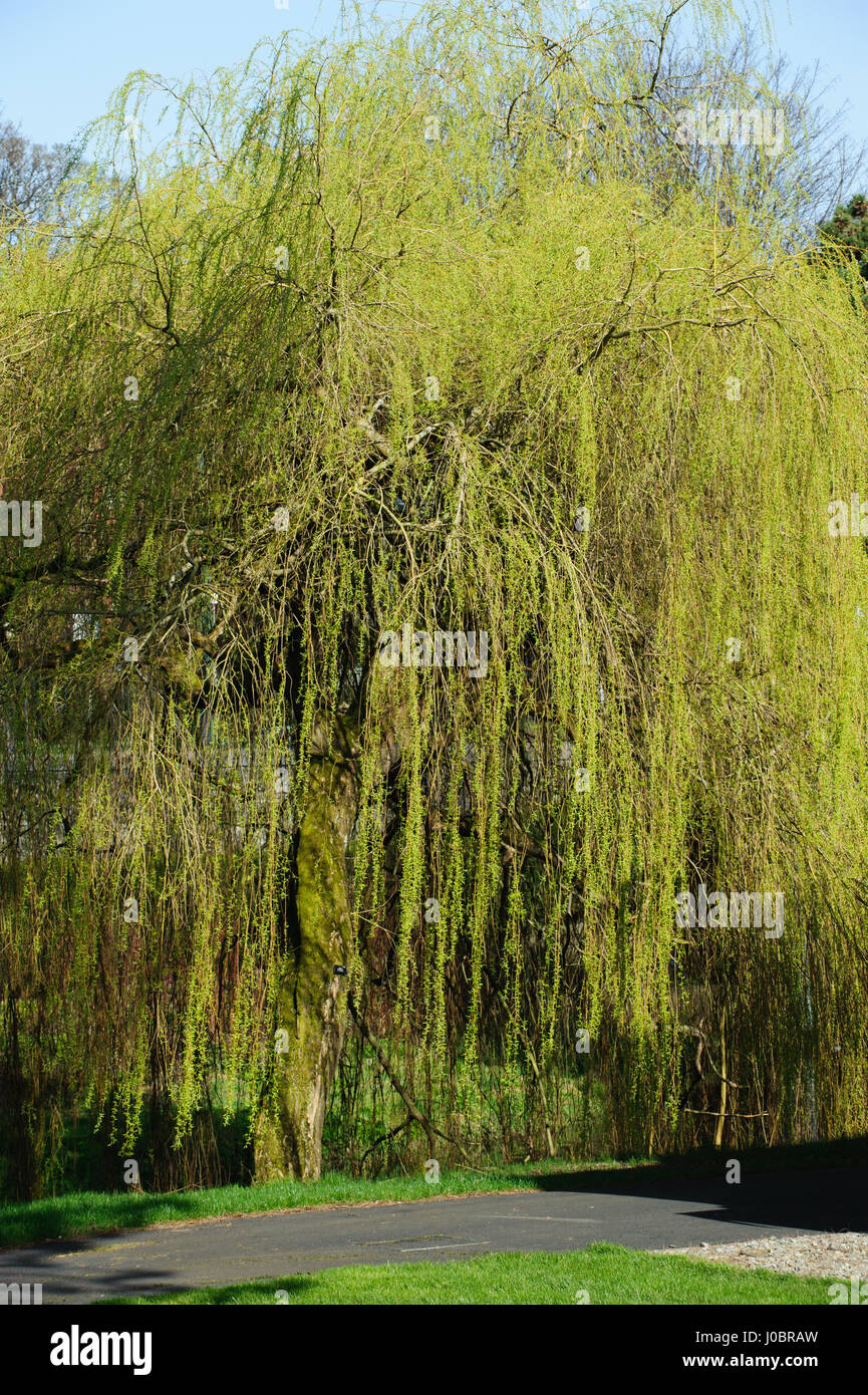 Weeping Willow Trees For Sale Ireland