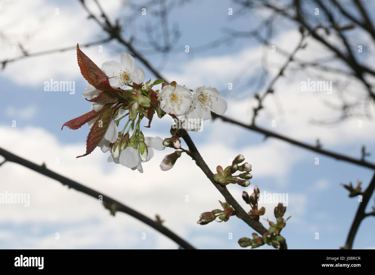 Cherry blossom branch in Spring sunshine Stock Photo