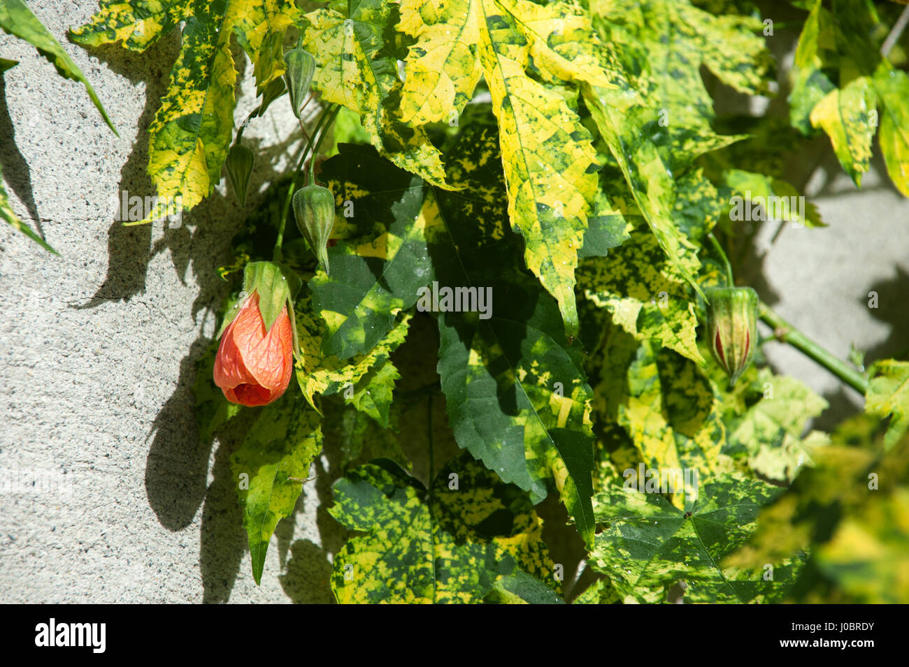 Abutilon (Abutilon pictum) Thompsonii flowers blosom Stock Photo