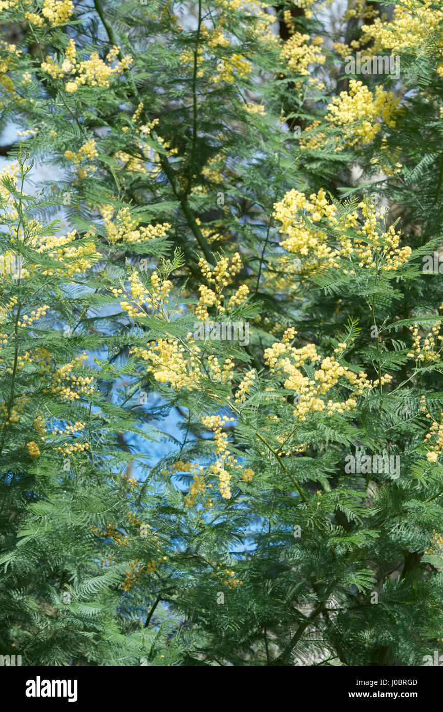 Acacia dealbata. Silver wattle. Mimosa flowering in spring Stock Photo