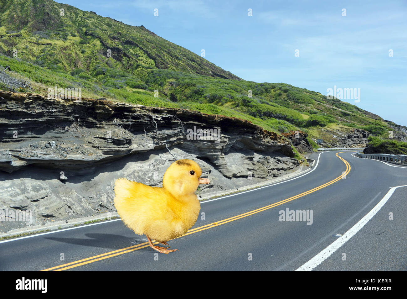 What do you get when ducky crosses the road. Stock Photo