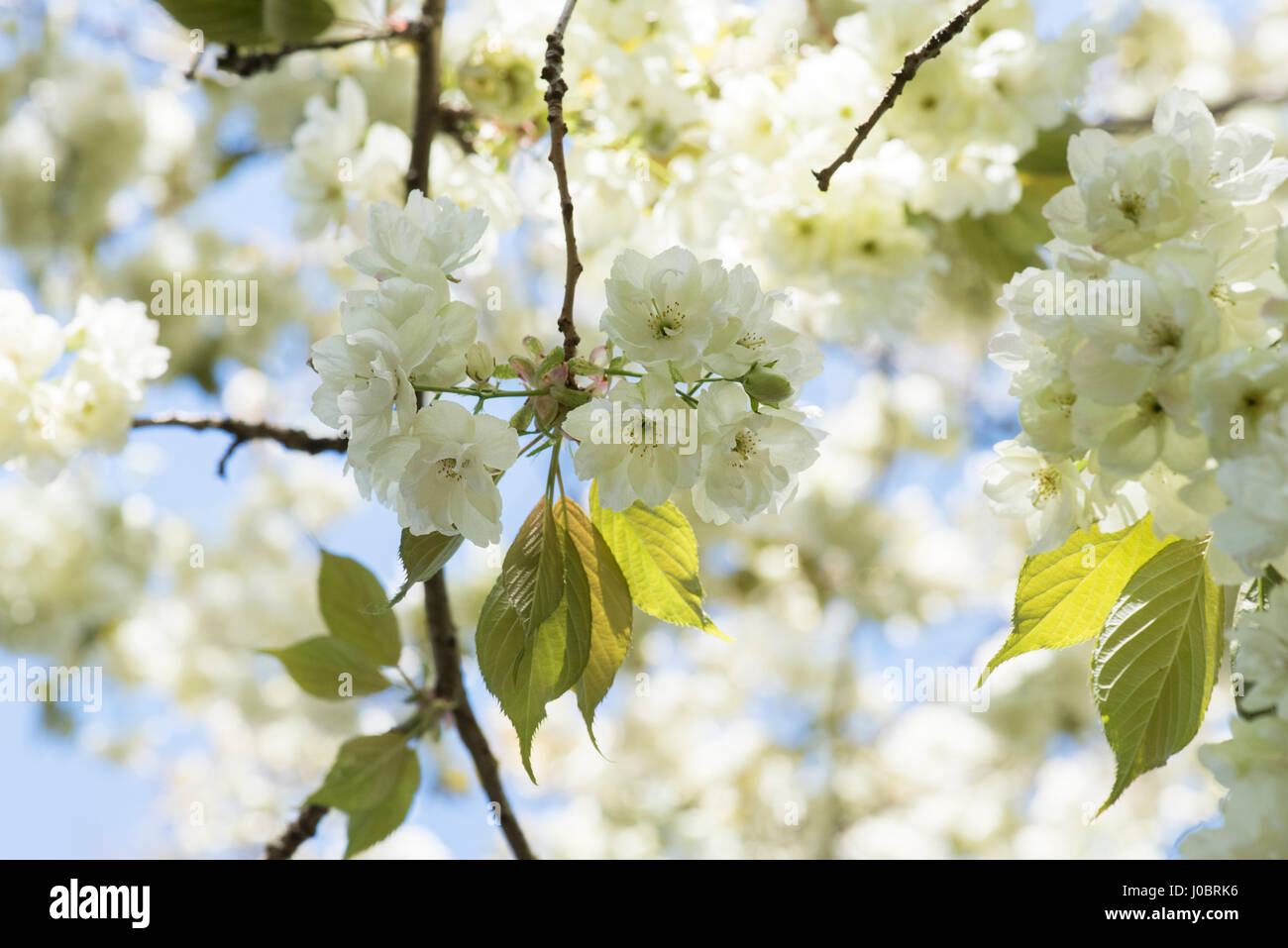 Prunus serrulata 'Ukon'. Japanese Cherry 'Ukon' tree blossom in spring Stock Photo