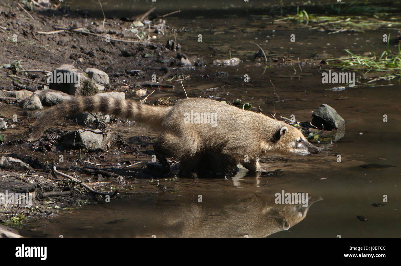 South American ring-tailed Coati (Nasua Nasua) on the bank of a small stream, sniffing out a trail Stock Photo