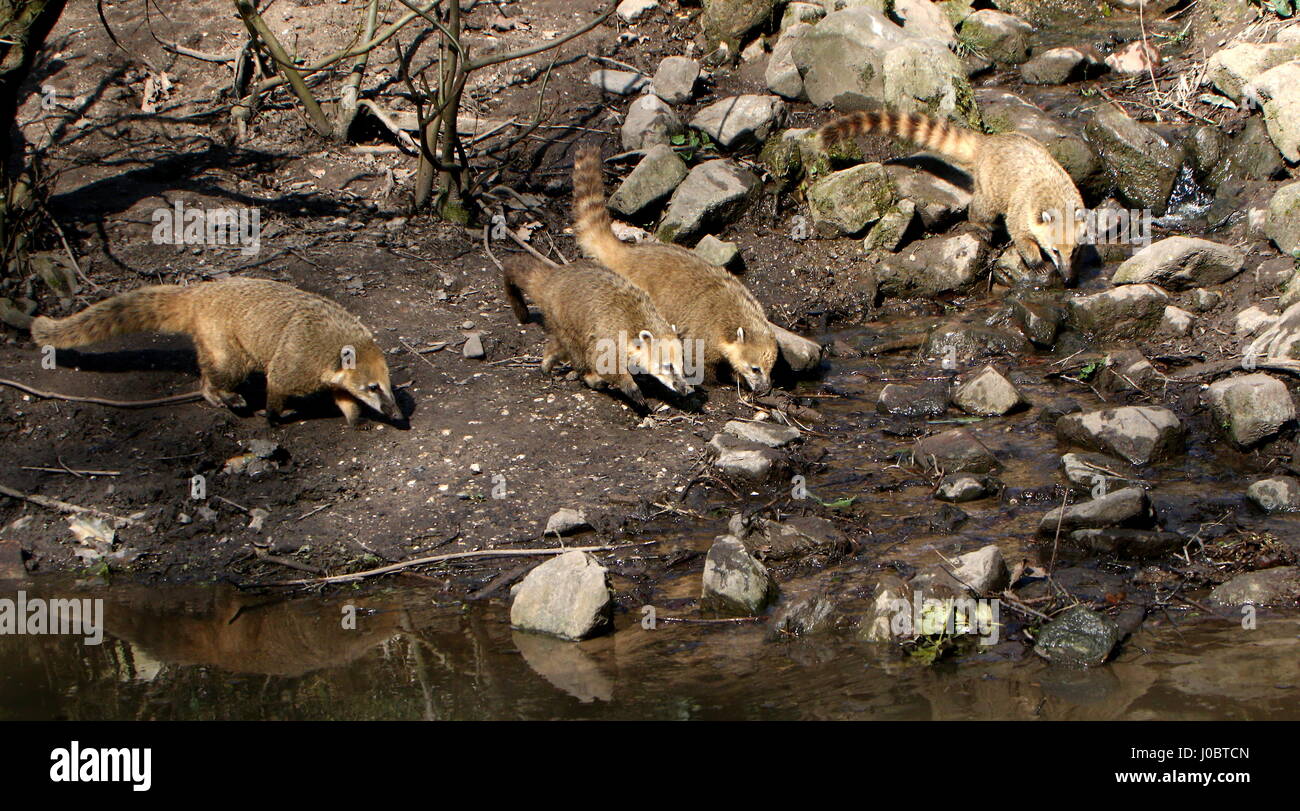Family of  South American ring-tailed Coatis (Nasua Nasua) on the bank of a river, hunting for food. Stock Photo