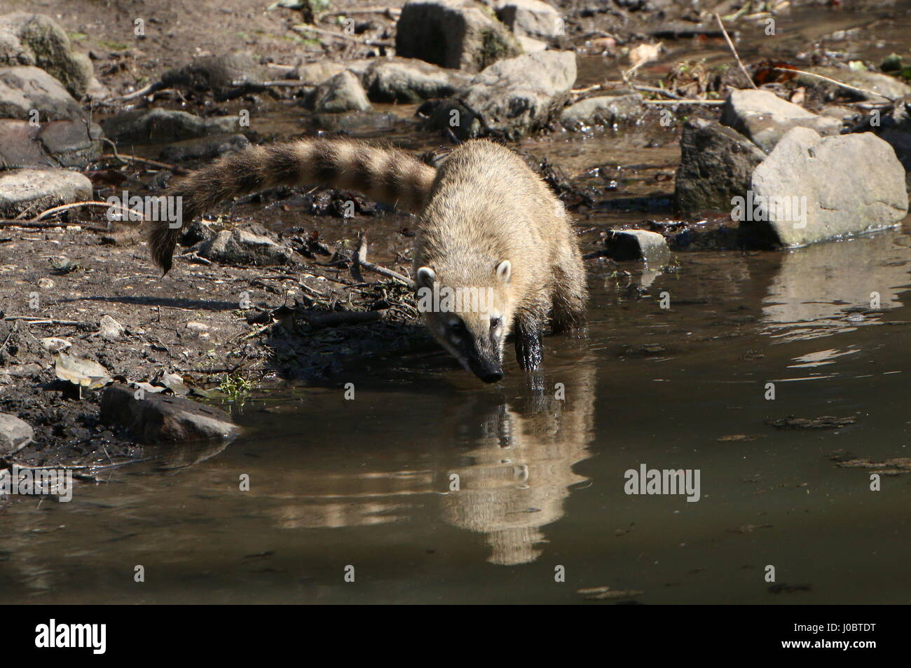 South American ring-tailed Coati (Nasua Nasua) on the bank of a small stream, sniffing out a trail . Stock Photo