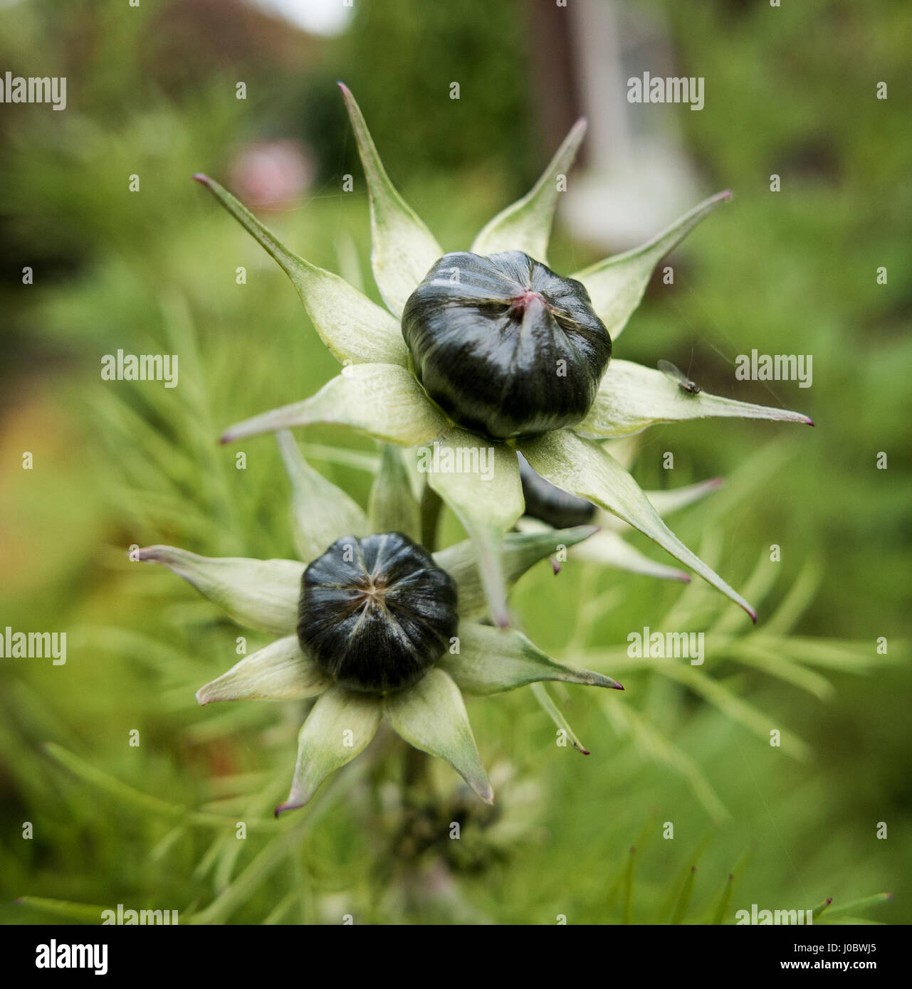 Cosmos flowers buds close hi-res stock photography and images - Alamy