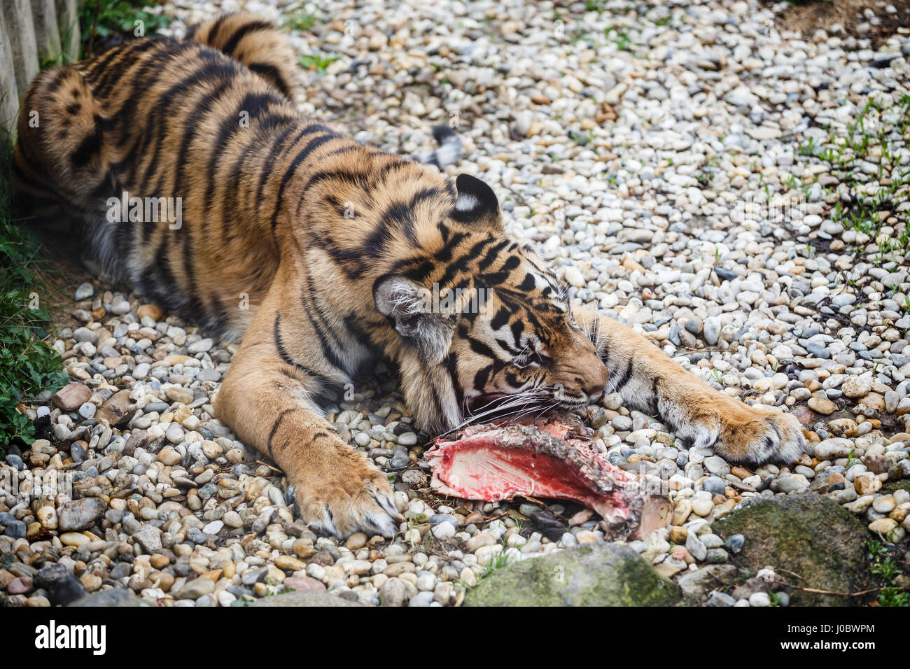 Tiger sumatran eating his lunch, Panthera tigris sumatrae Stock Photo
