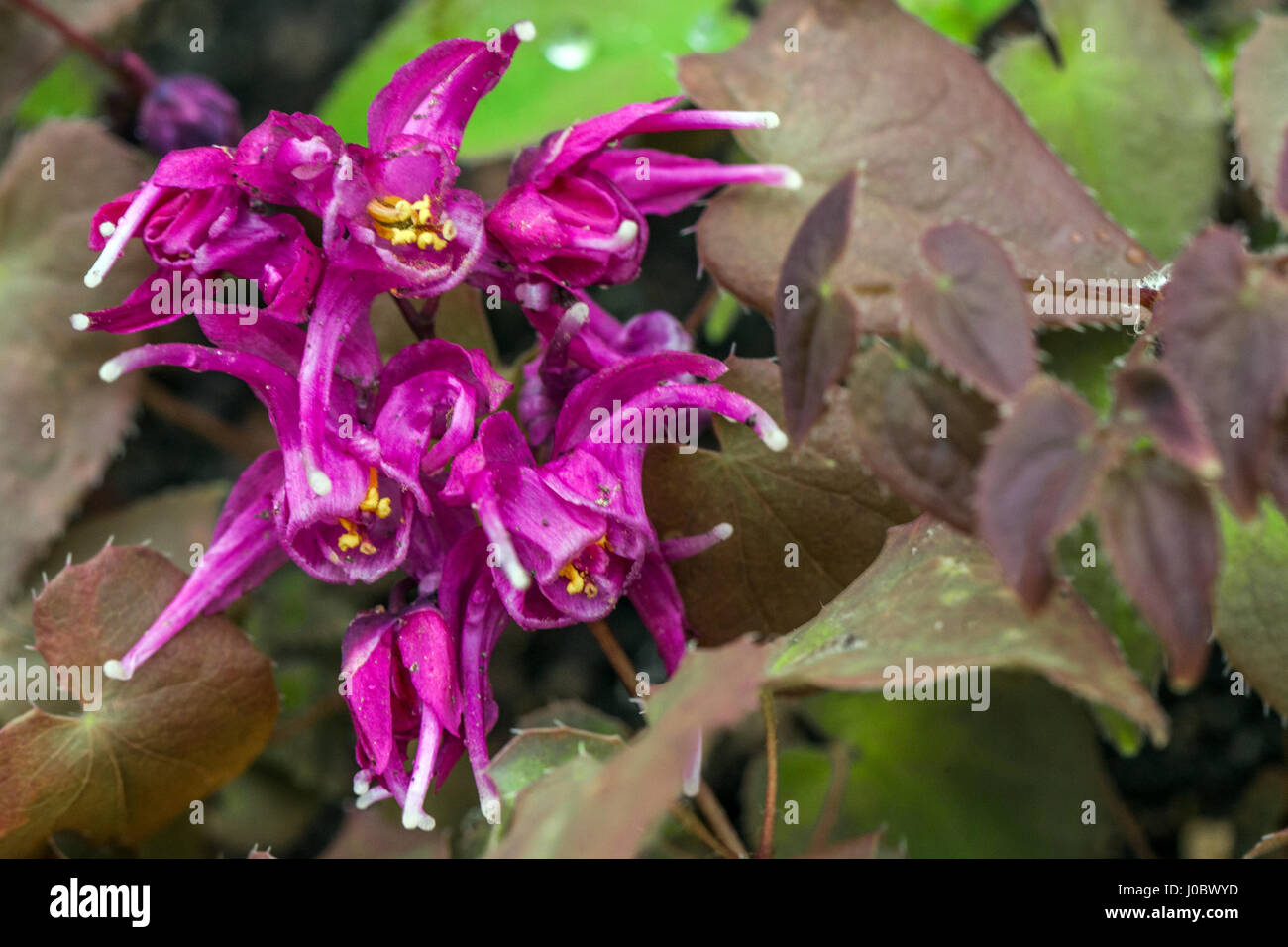 The Amateur Anthecologist New Growth