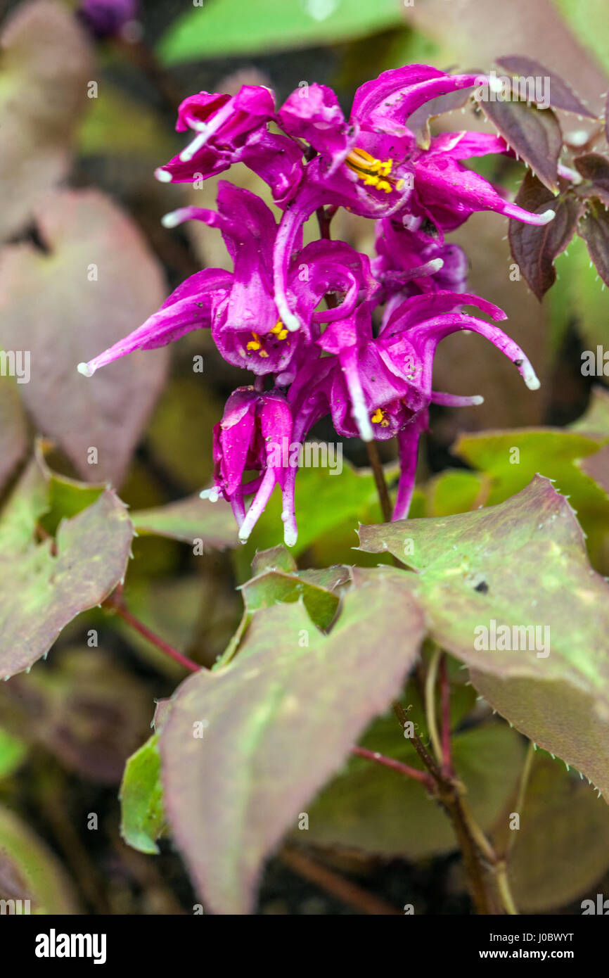 Epimedium grandiflorum flower 'Purple Pixie', Barrenwort spring flowers Semi-evergreen plant Stock Photo
