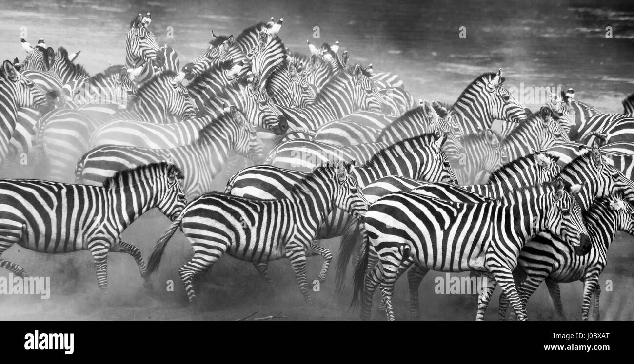 Group of zebras in the dust. Kenya. Tanzania. National Park. Serengeti. Maasai Mara. Stock Photo
