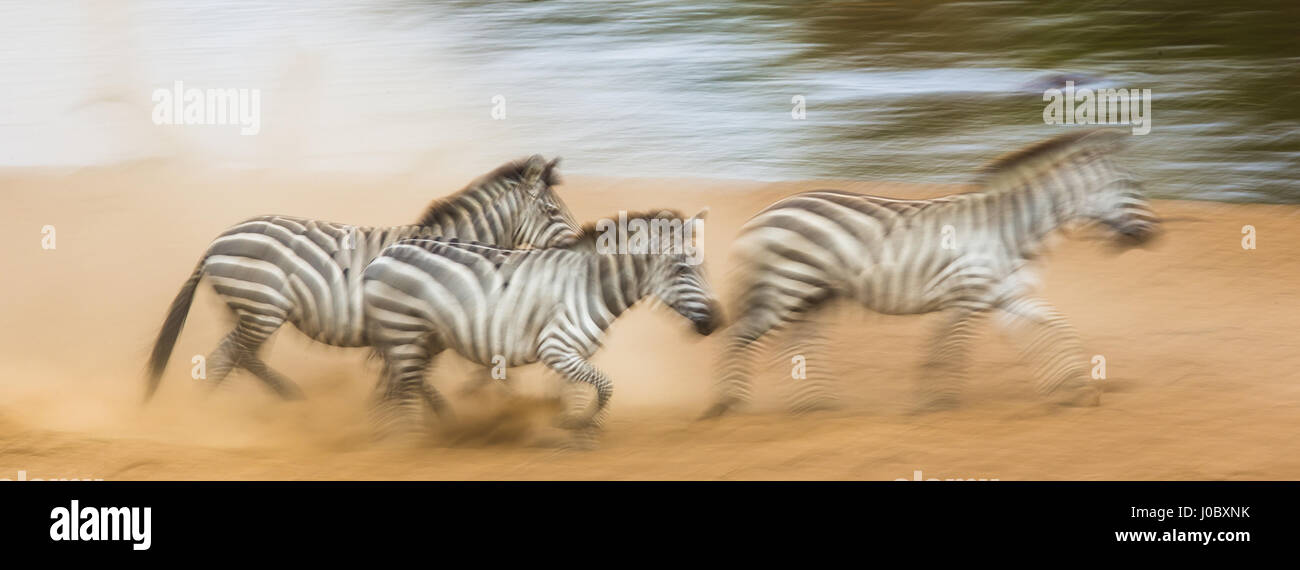 Zebras are running in the dust in motion. Kenya. Tanzania. National